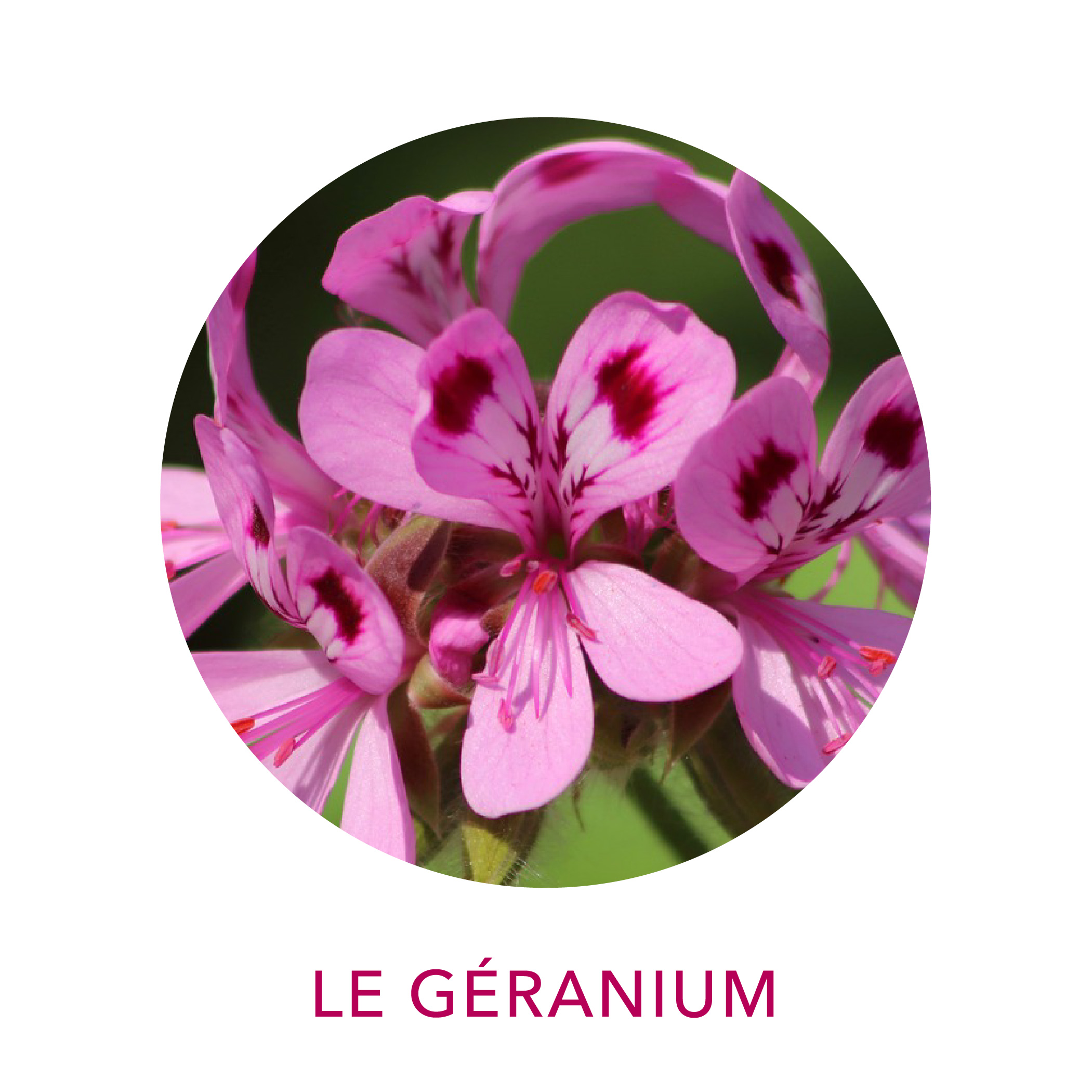 Actif huile essentielle bio de Géranium