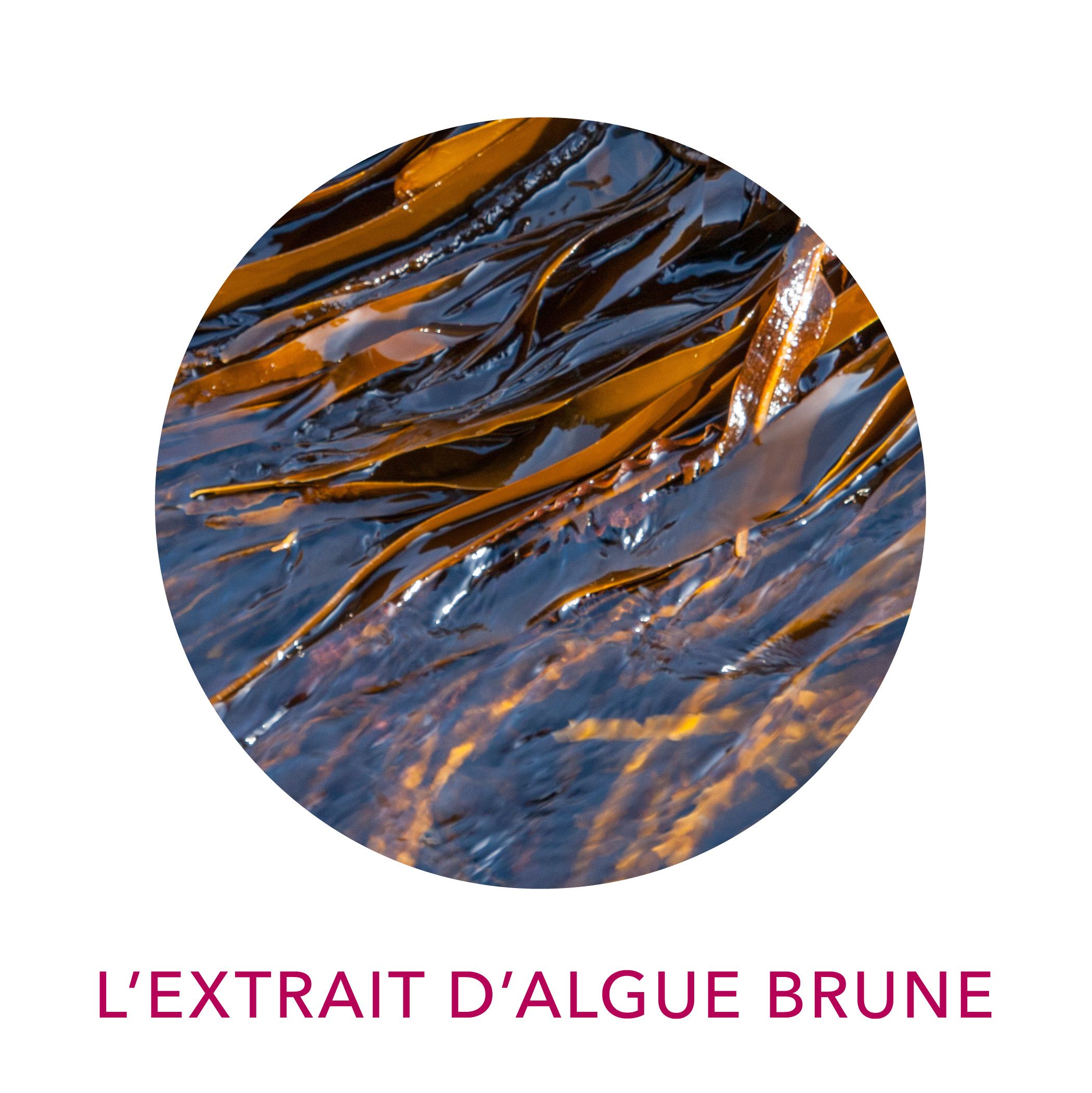 Actif Clairjoie extrait d'algues brunes