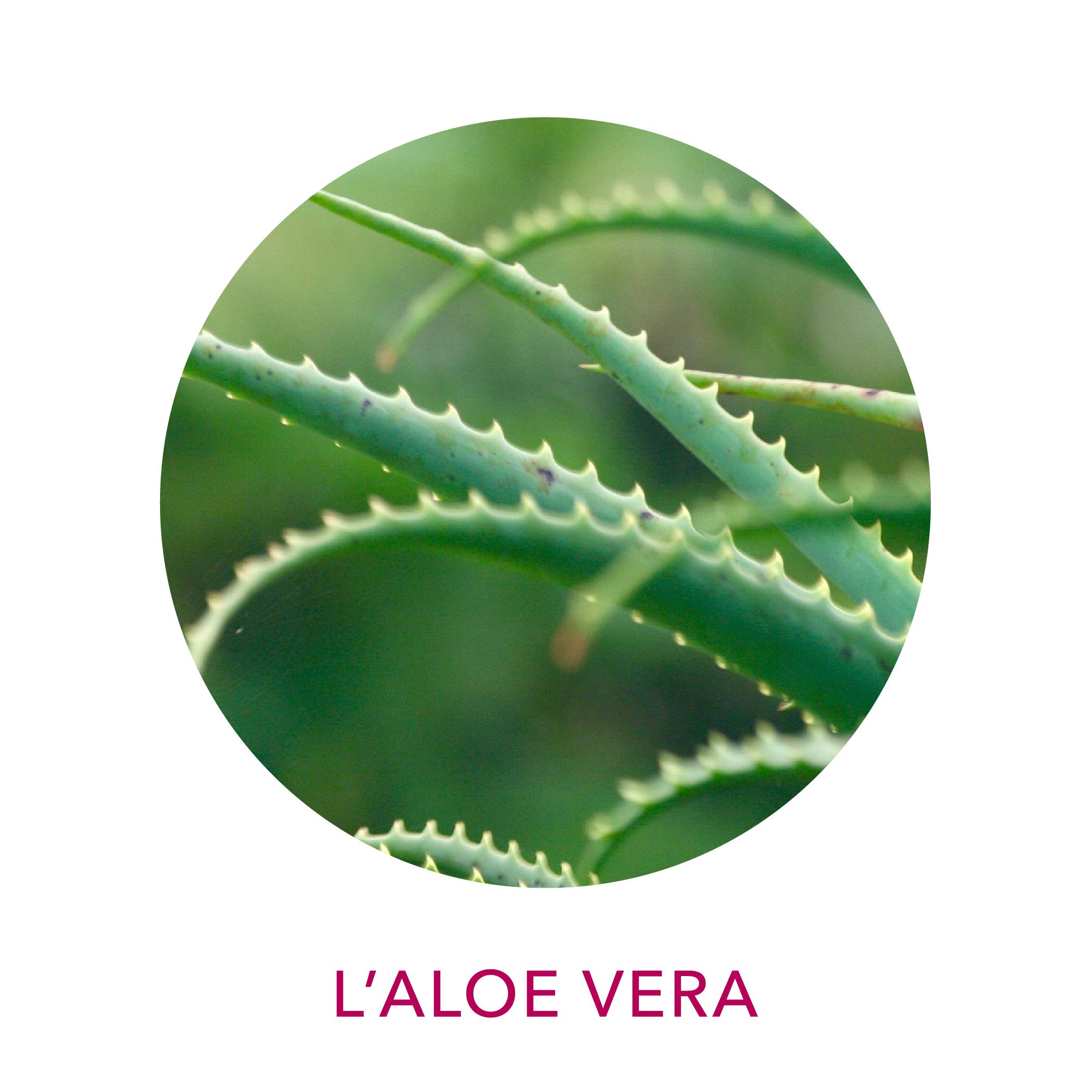 Actif cosmétique Clairjoie Aloe vera