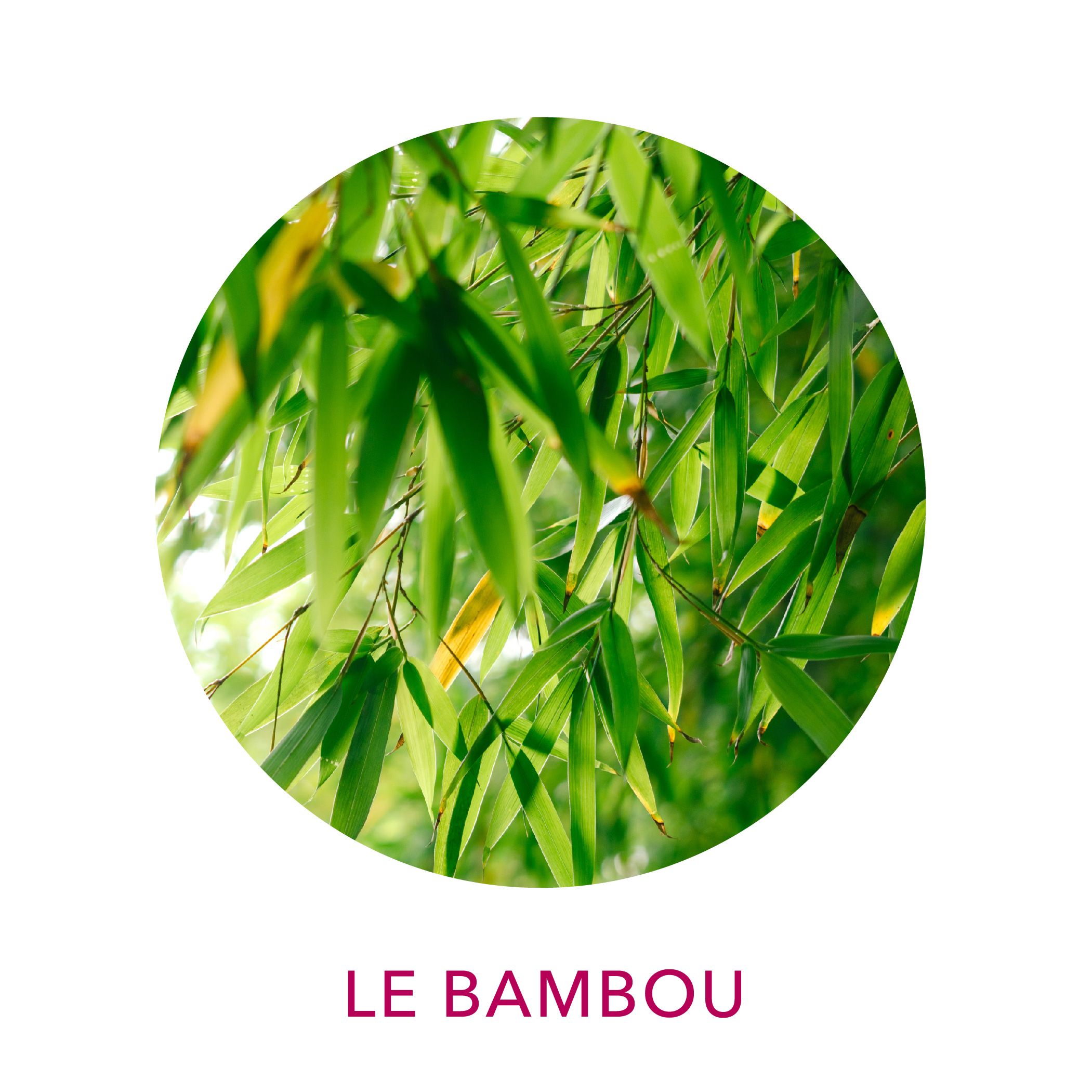 Actif cosmétique bambou
