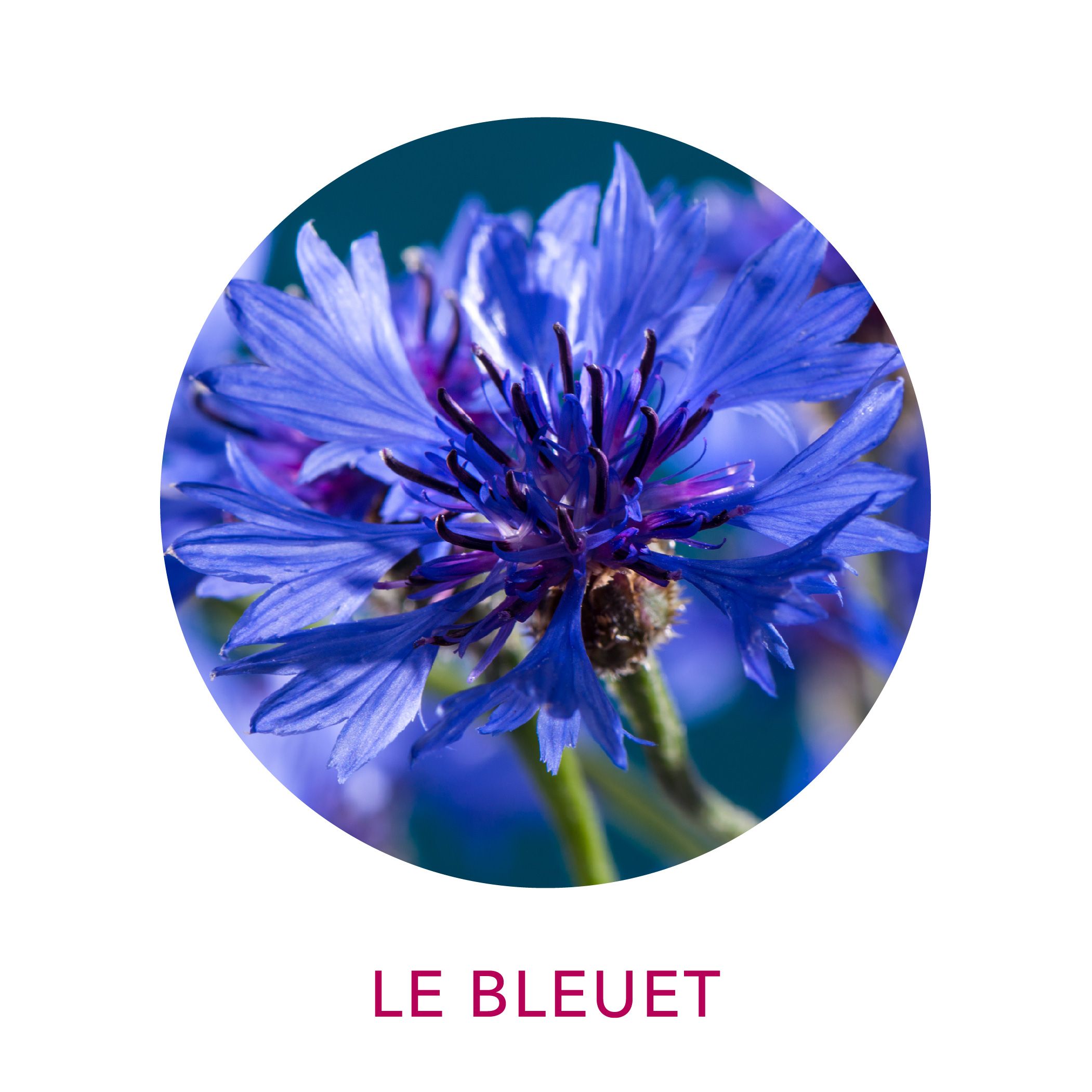 Actif cosmétique Clairjoie Bleuet