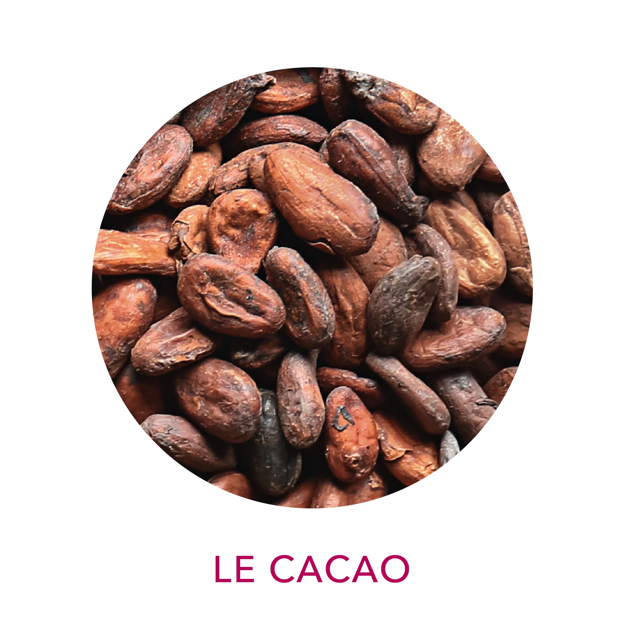 Cacao biologique et équitable