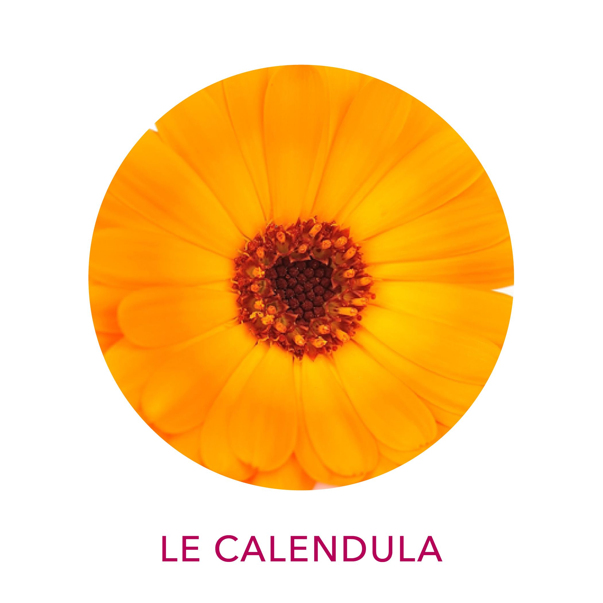 Extrait de calendula biologique