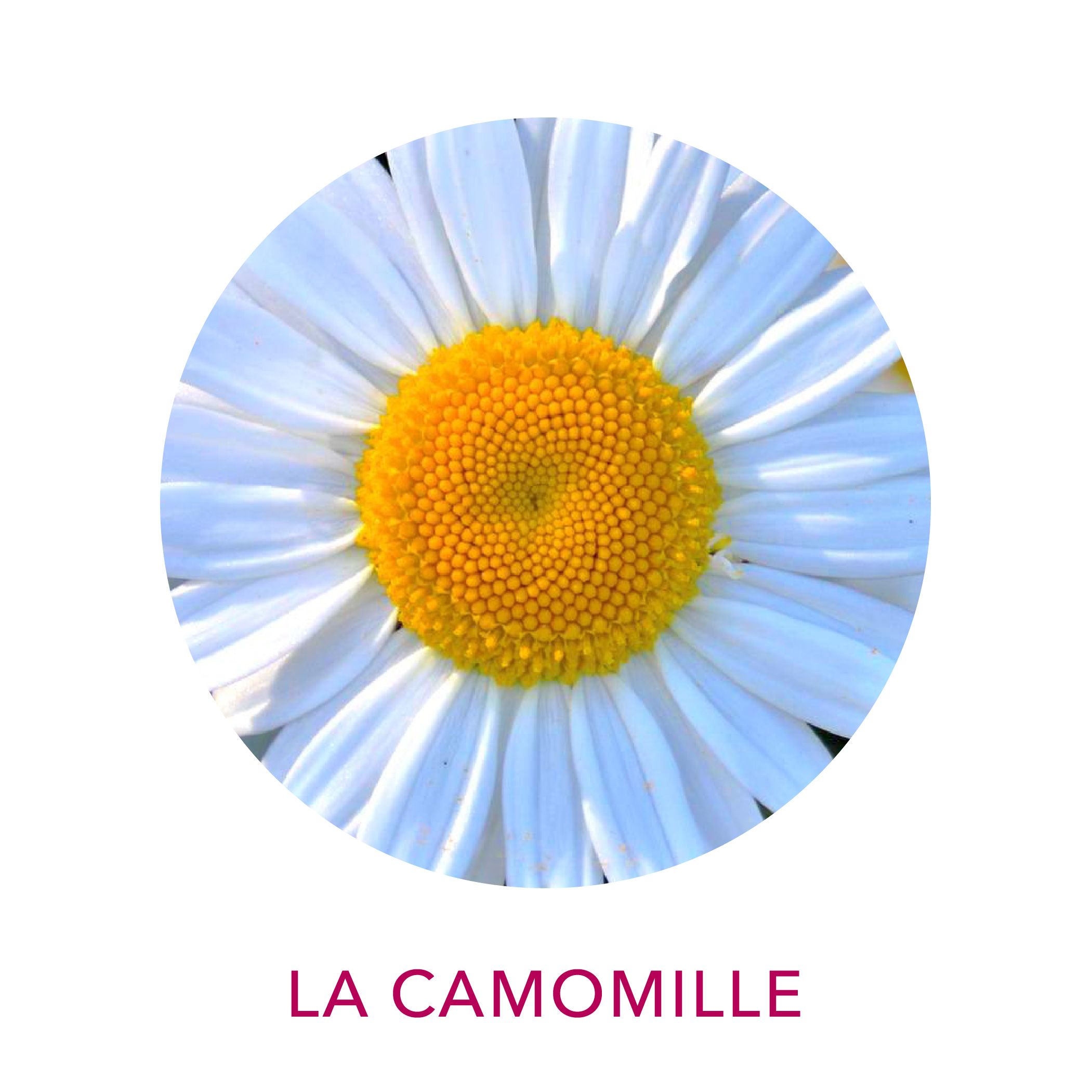 Actif cosmétique Clairjoie fleur de camomille