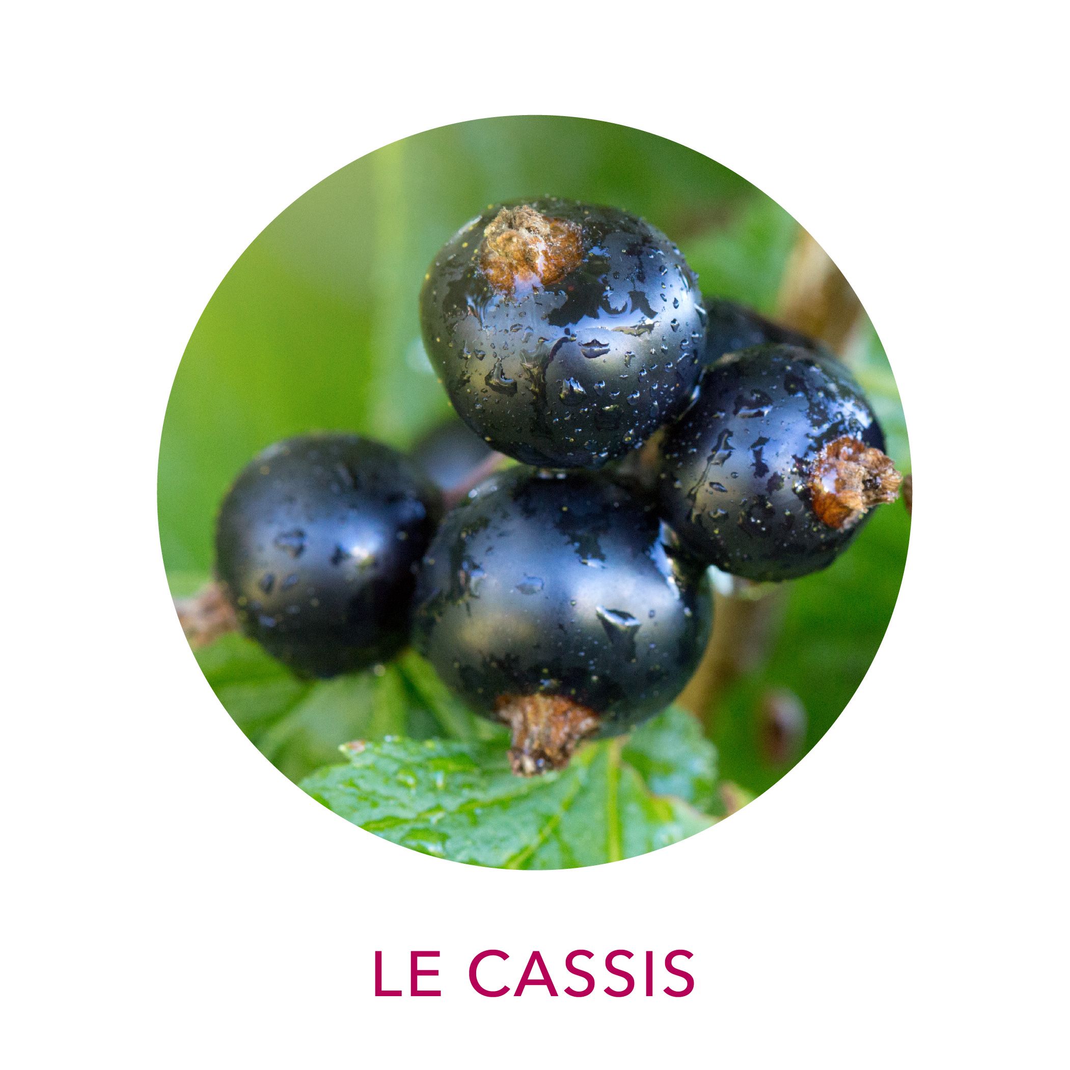 Actif Clairjoie cassis