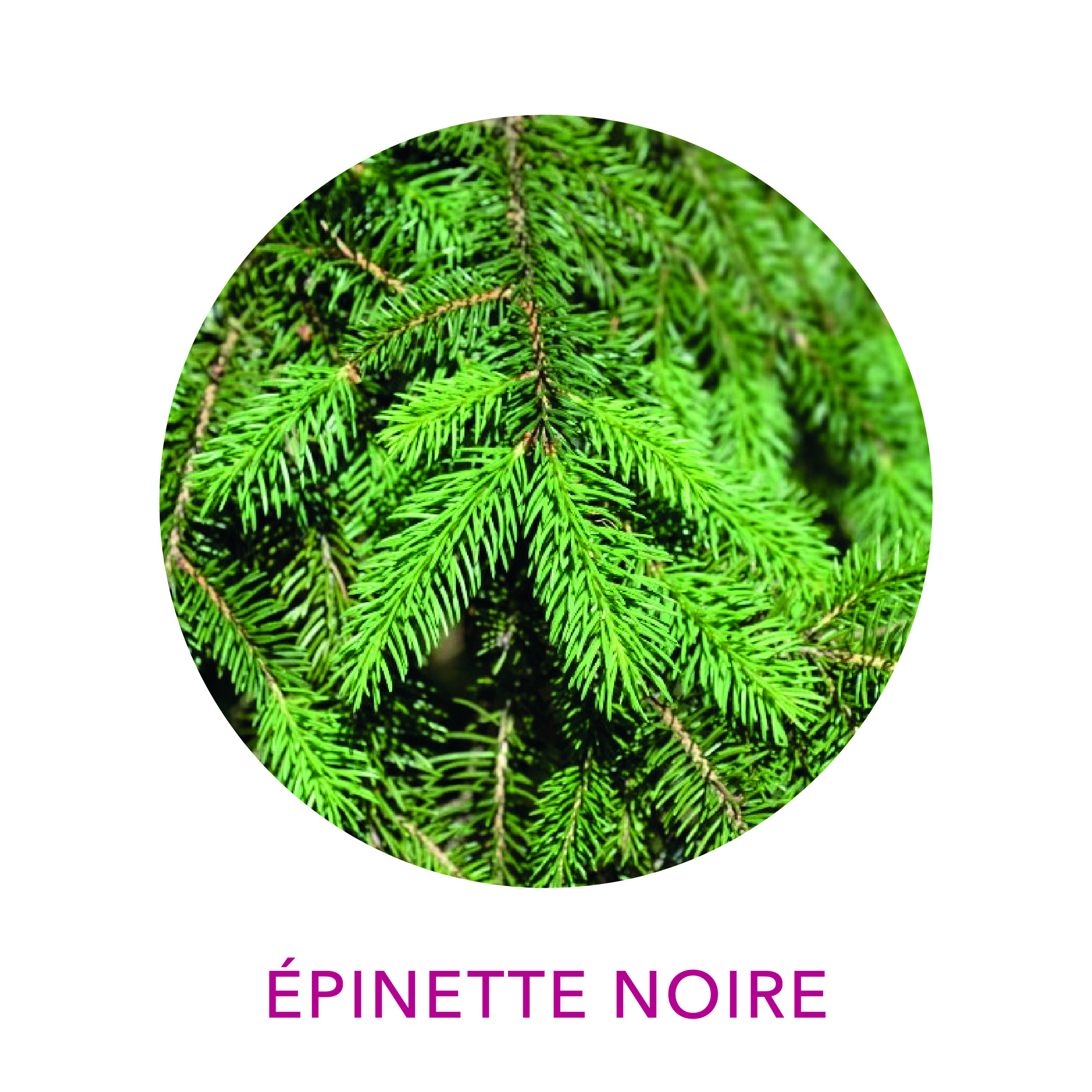 épinette noire