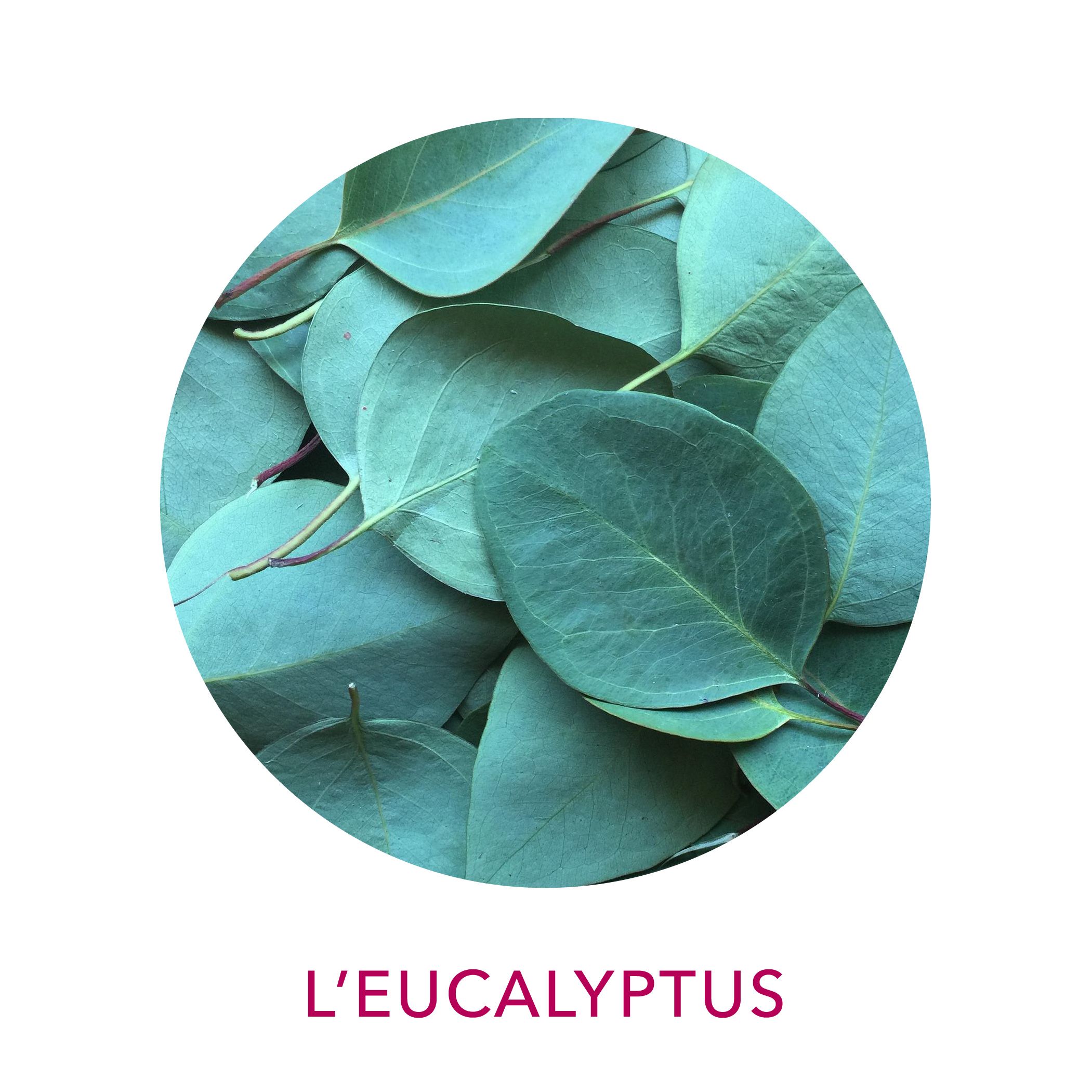 actif Clairjoie eucalyptus