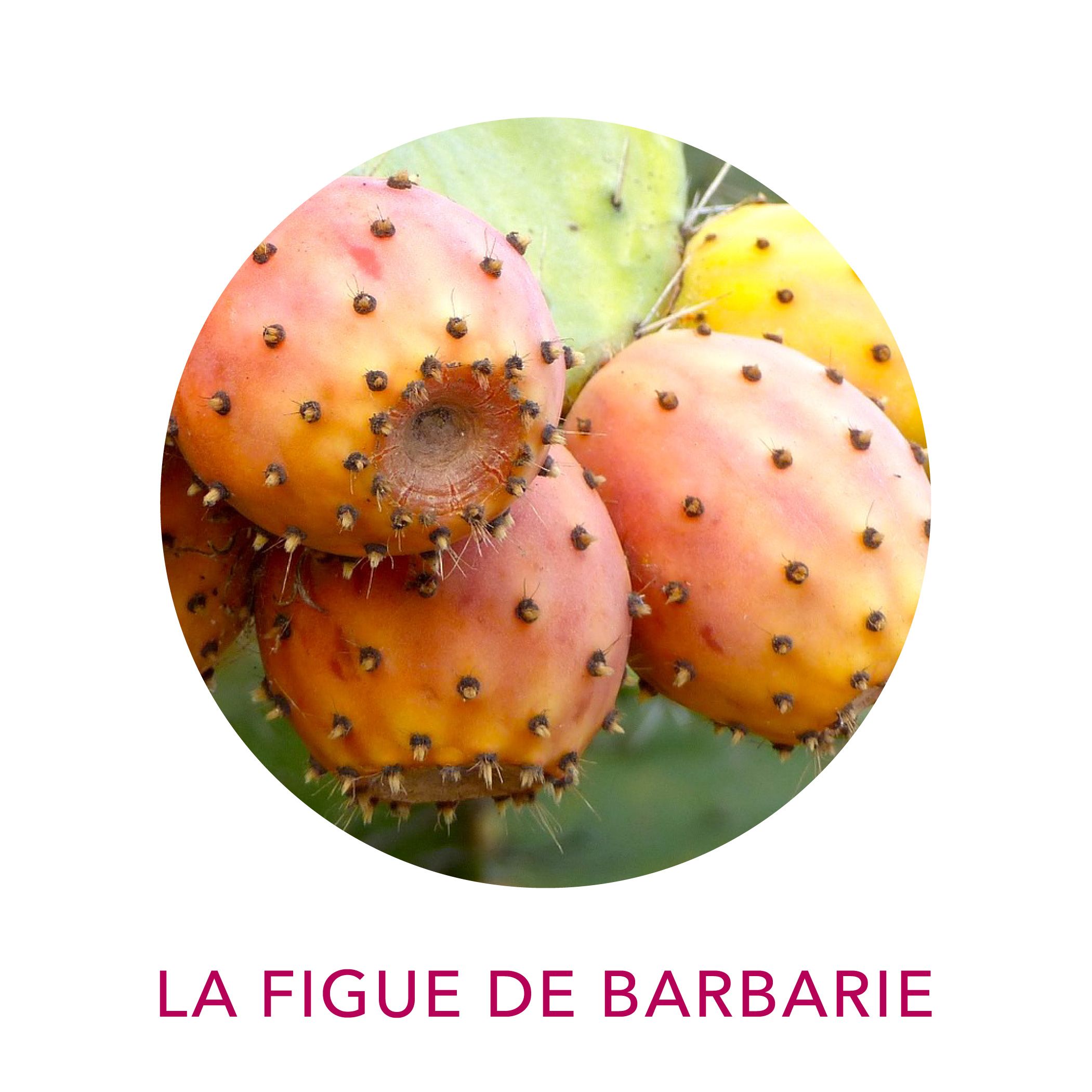 Huile de figue de barbarie biologique