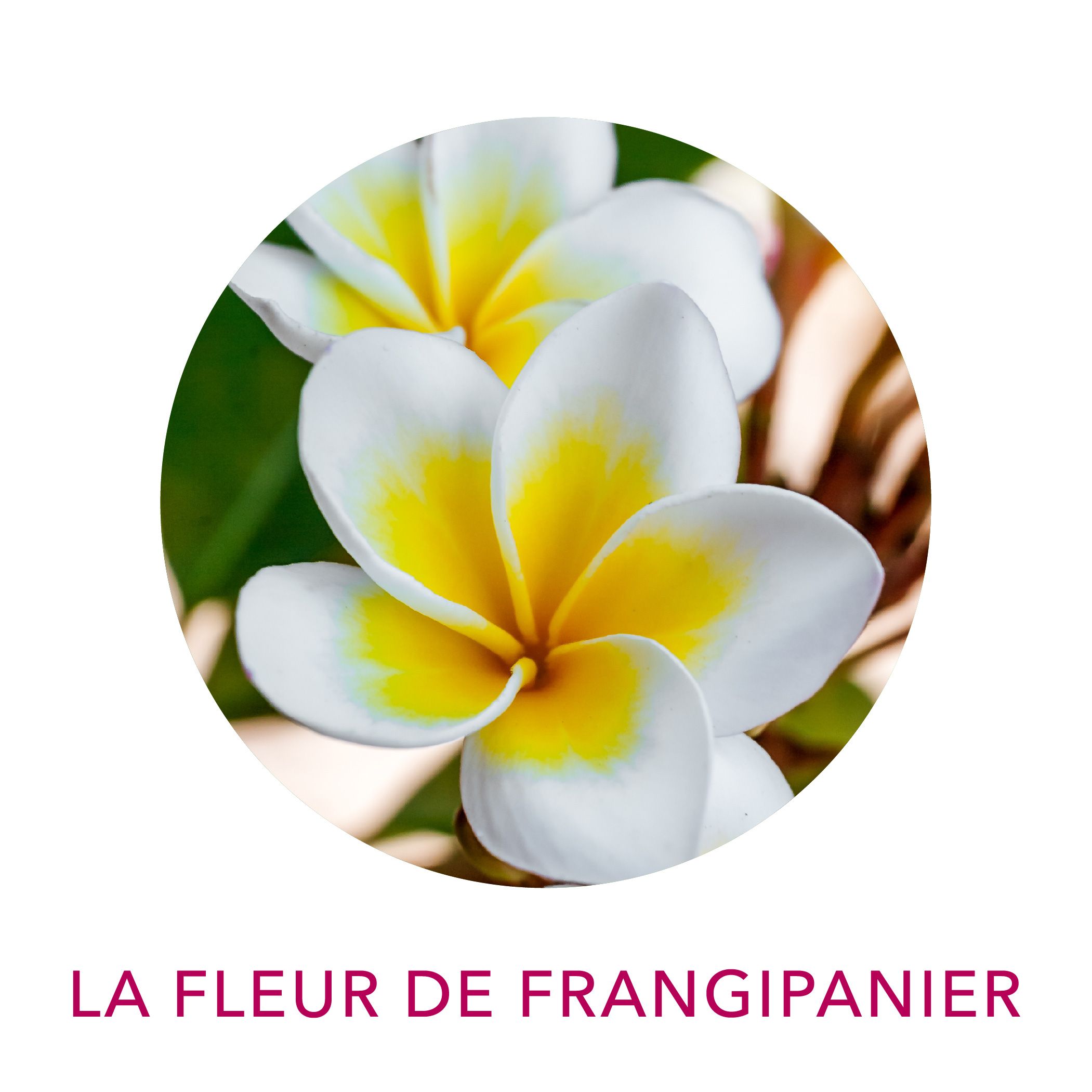 Macérât de fleurs de frangipanier