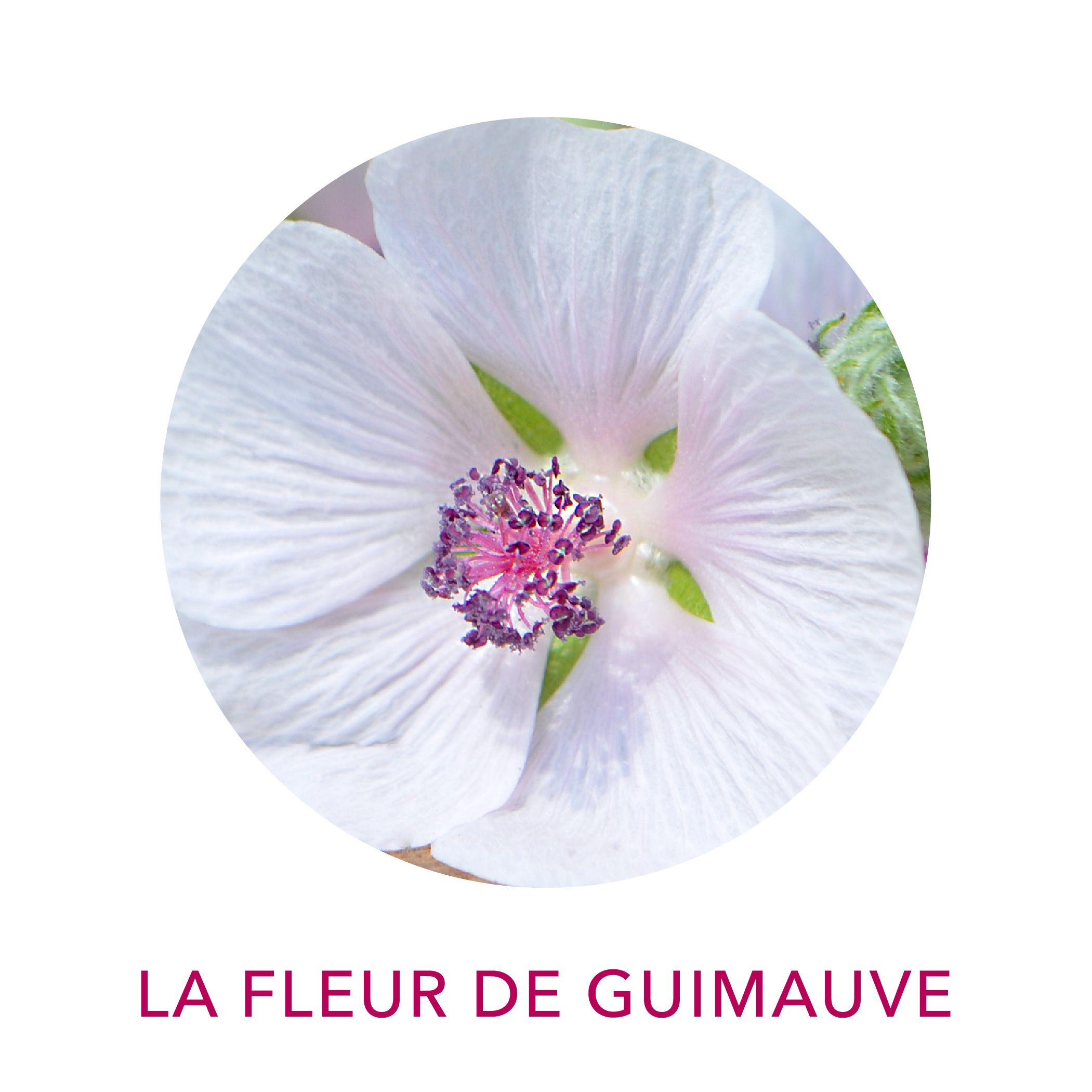 Actif cosmétique Clairjoie fleur de guimauve