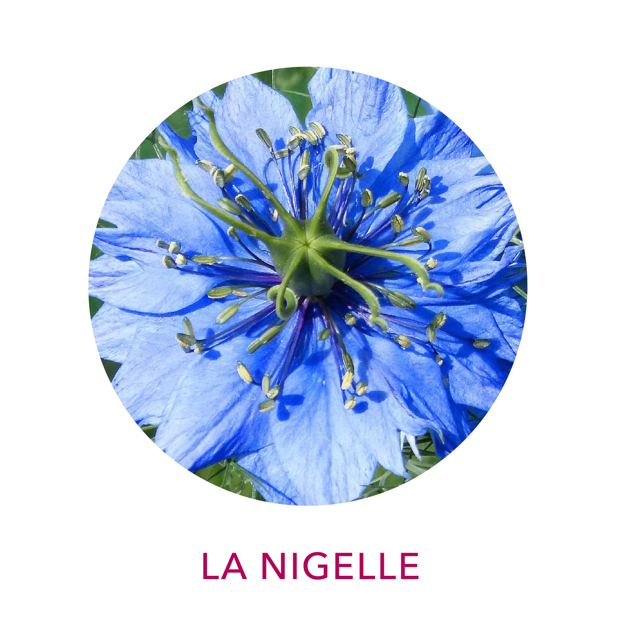 Huile de nigelle biologique