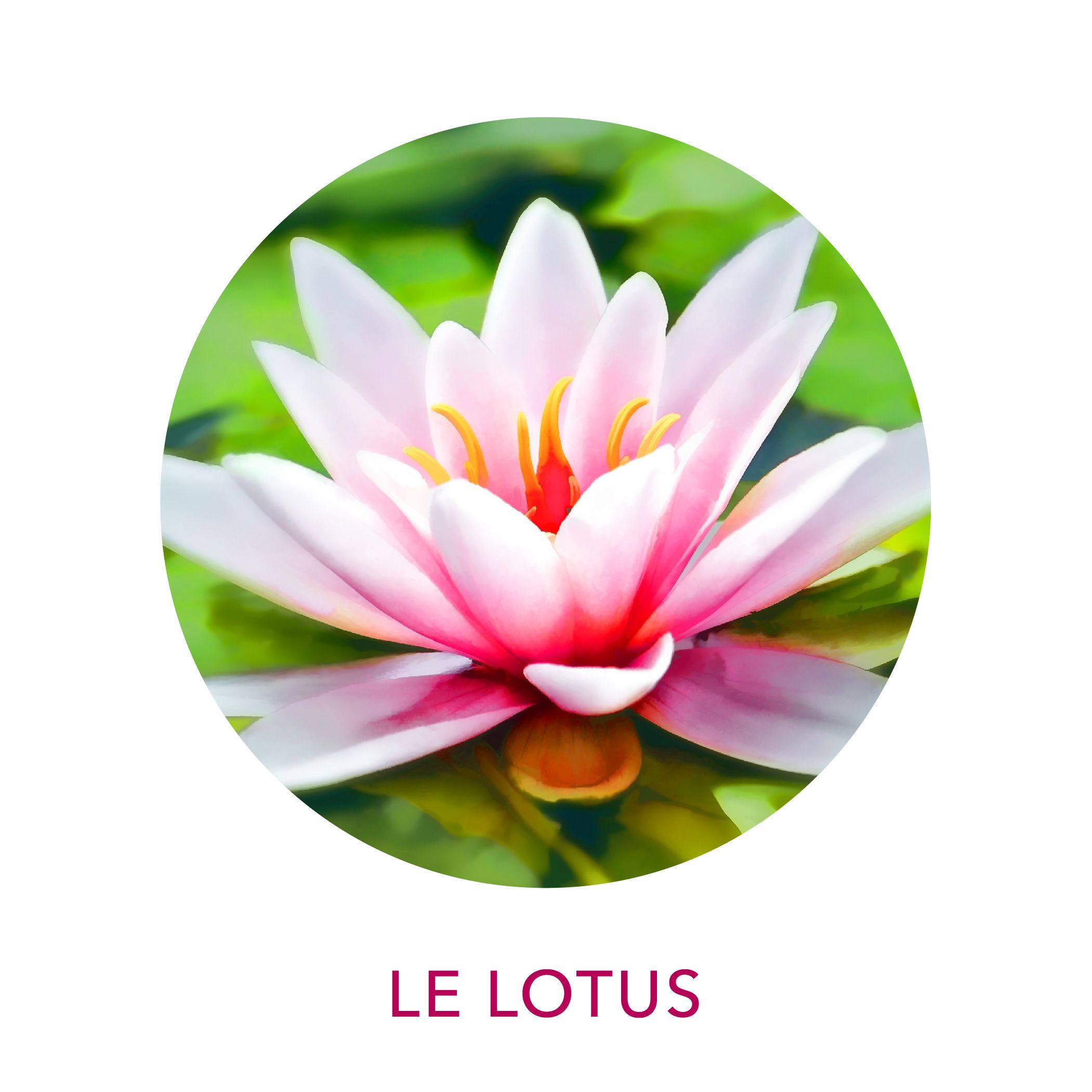 Extrait de lotus sacré
