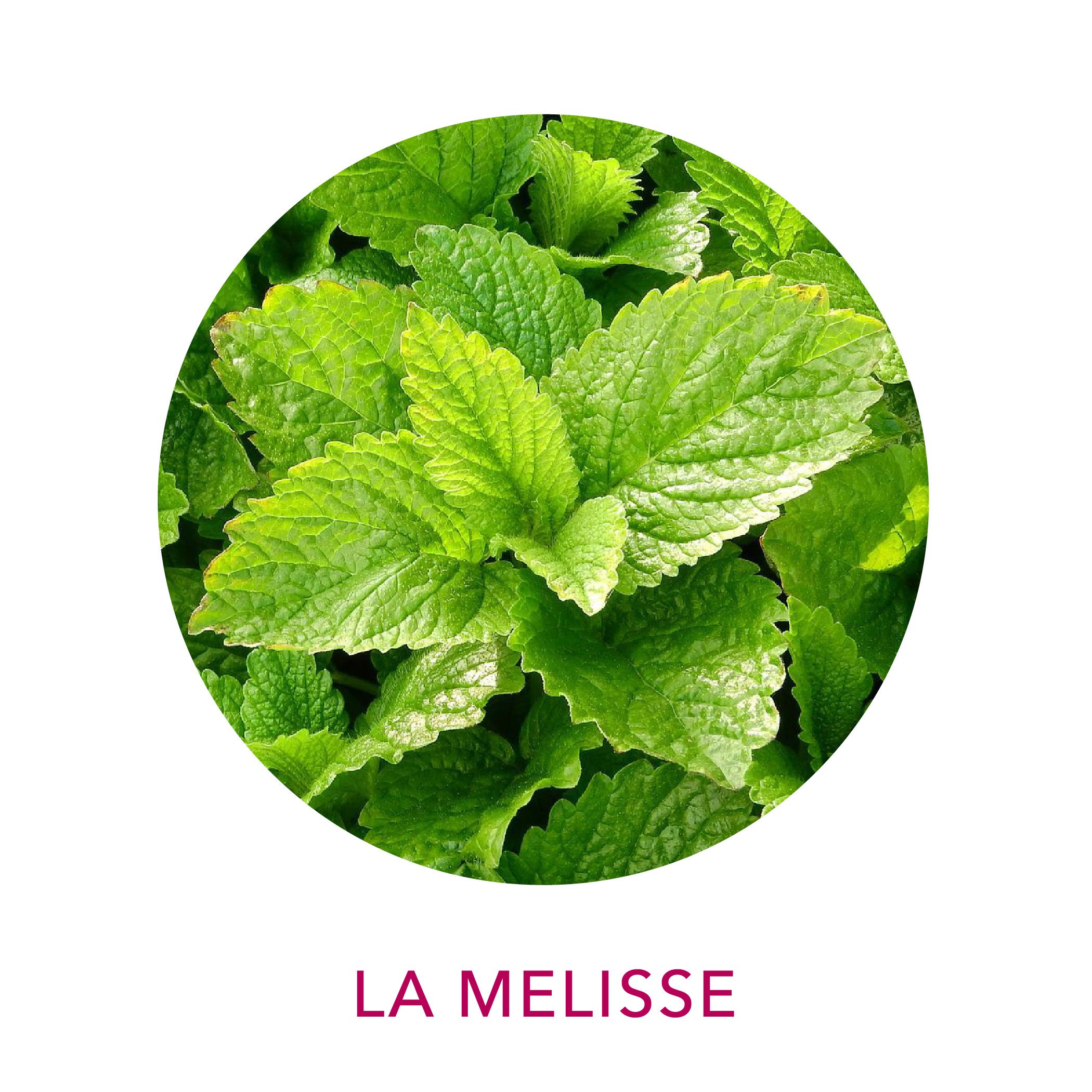 Eau florale de mélisse biologique