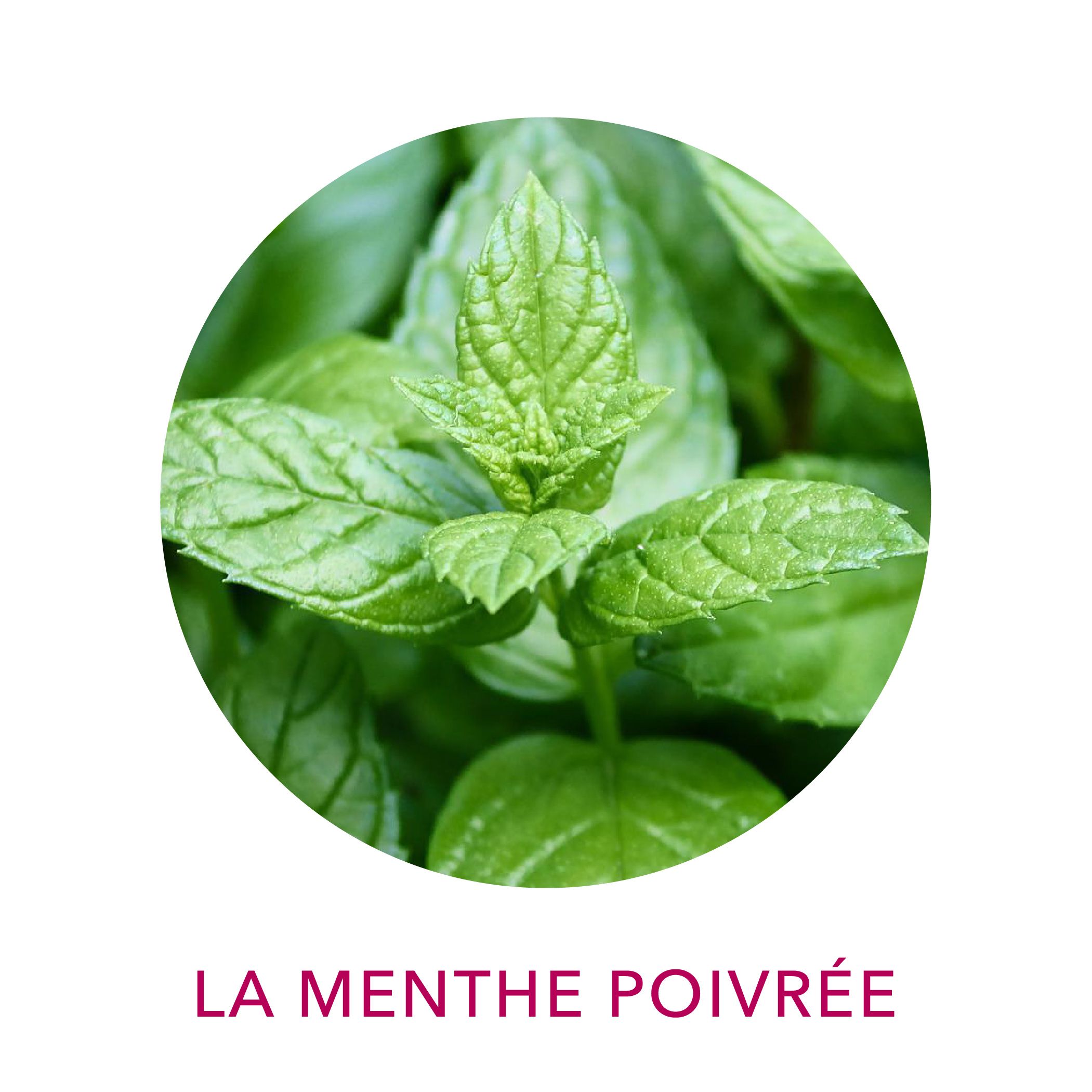 Eau florale de menthe poivrée biologique