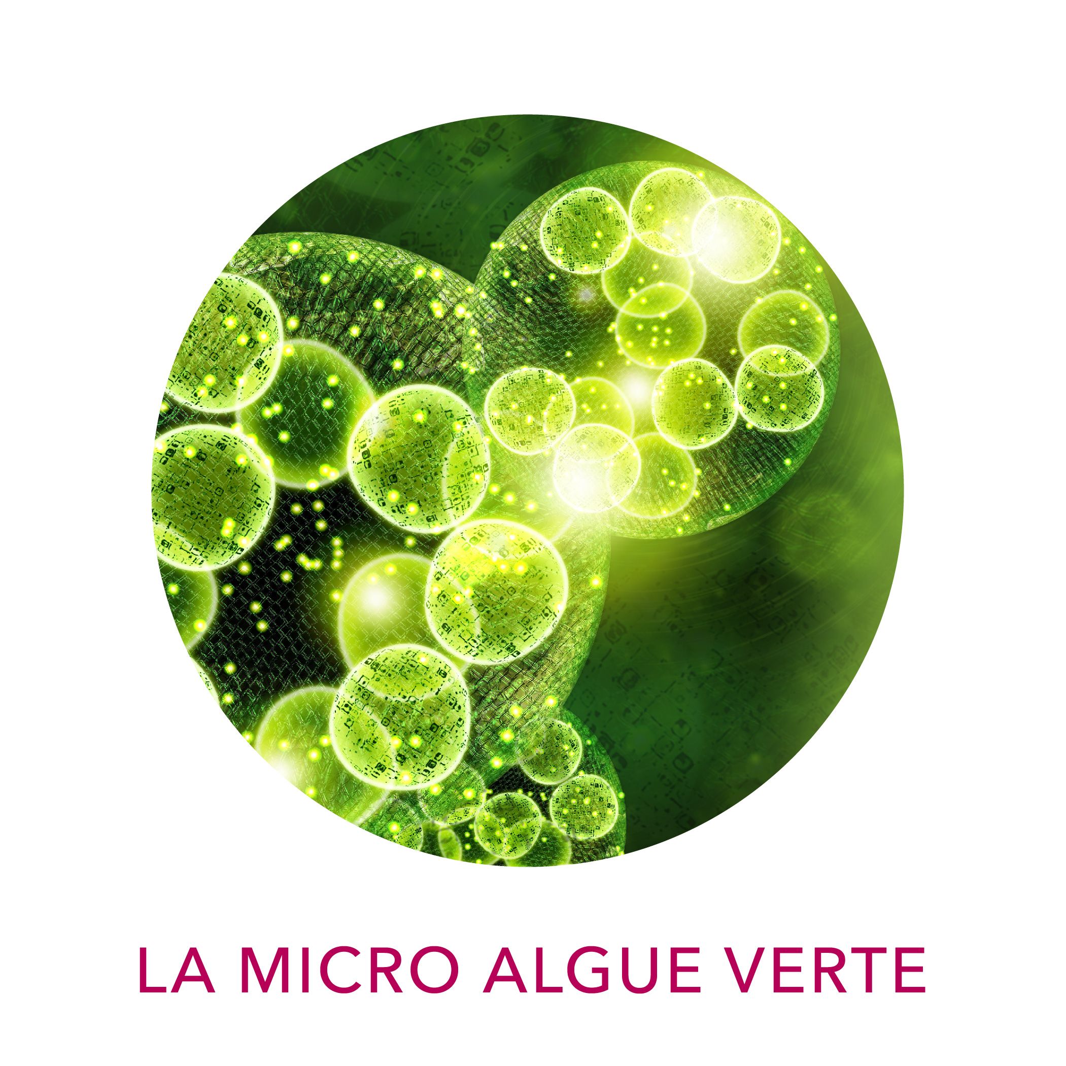 Extrait d’algue Chlorella– actif objectivé