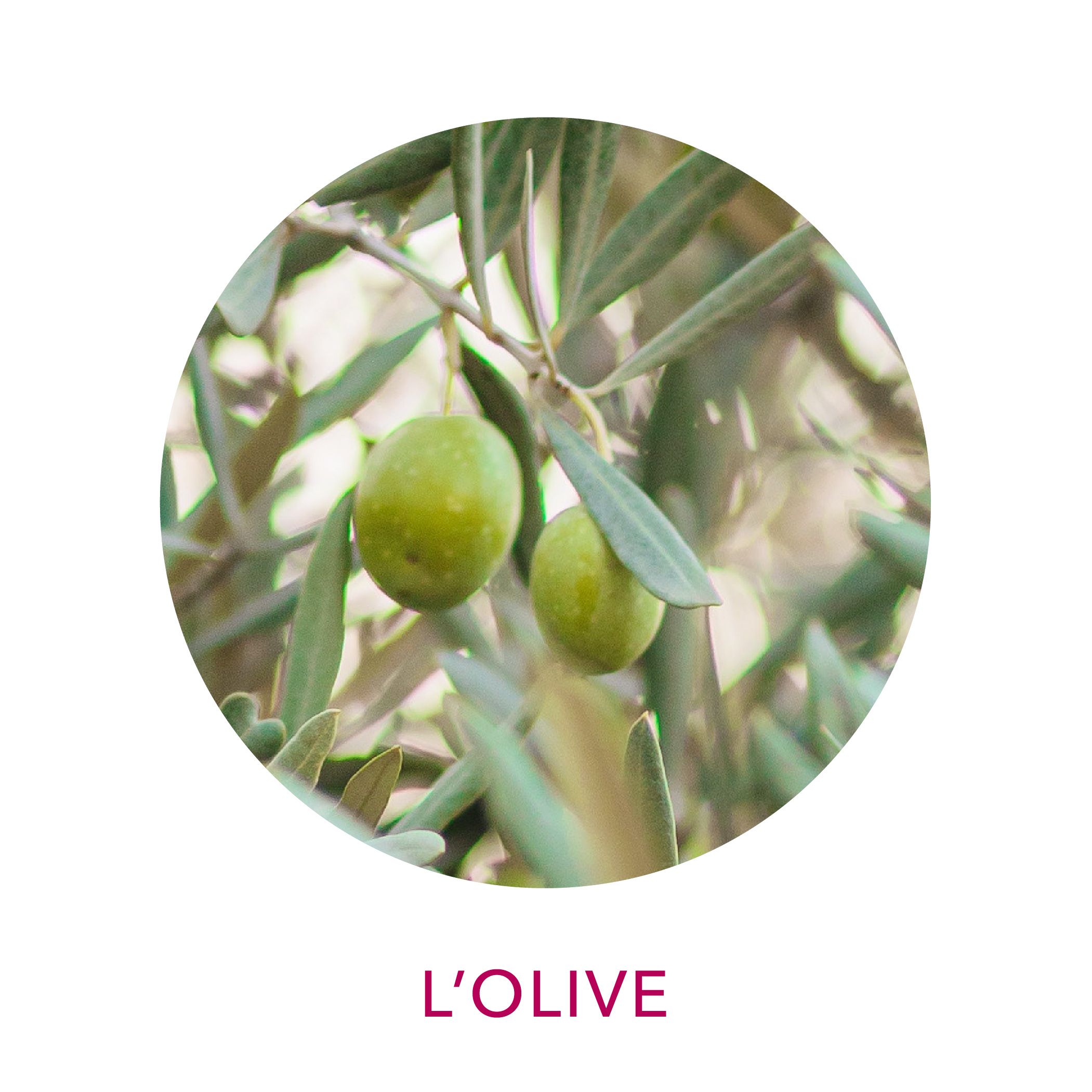 Actif cosmétique olives