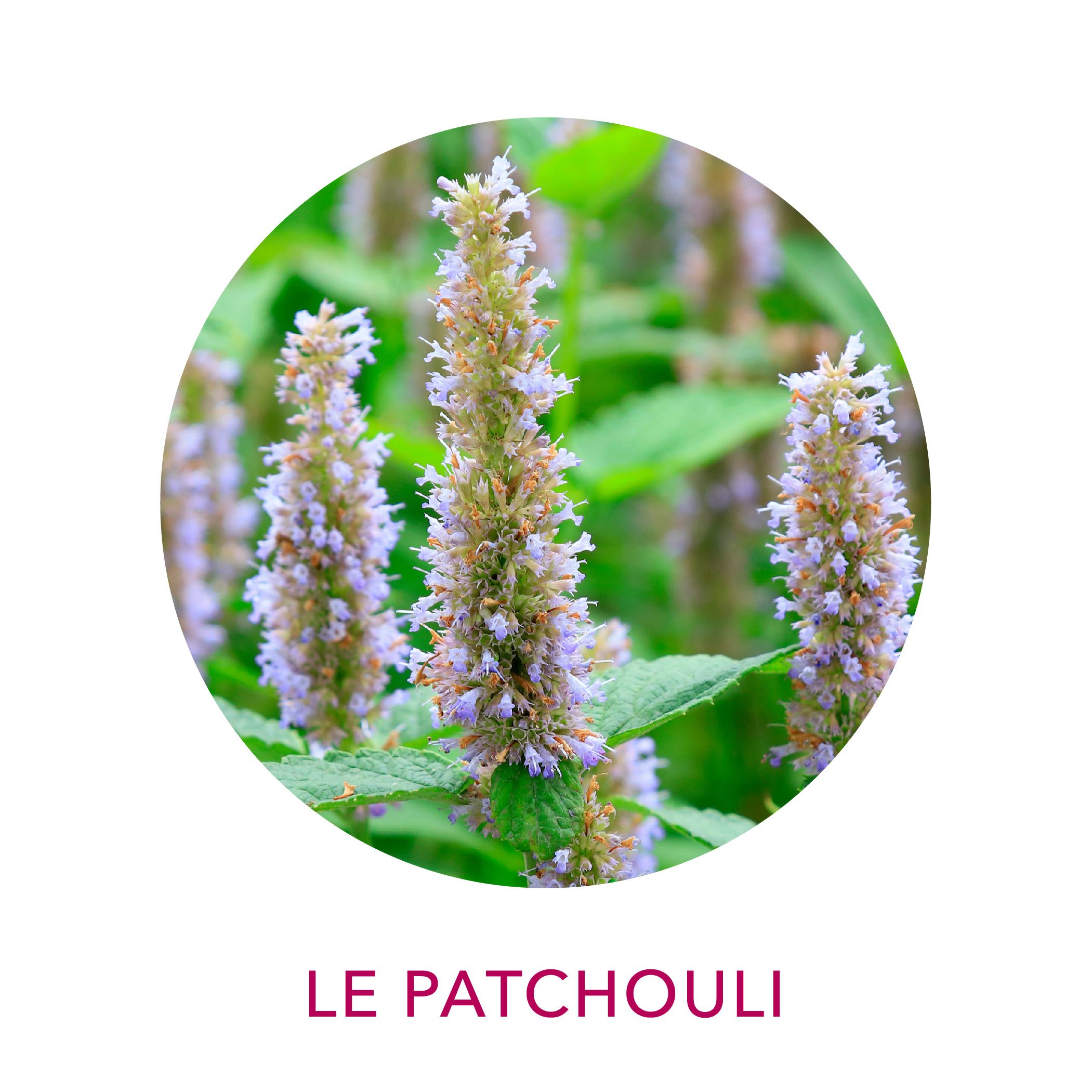 Huile essentielle de patchouli biologique