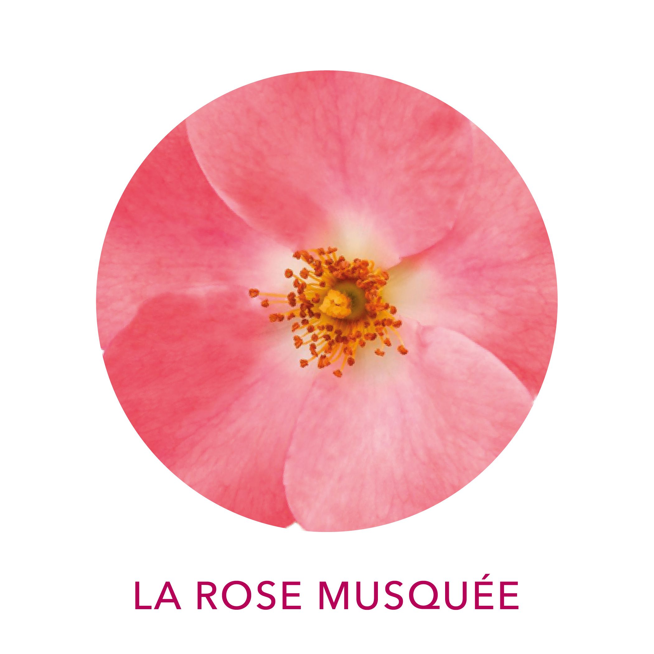 Huile de rose musquée