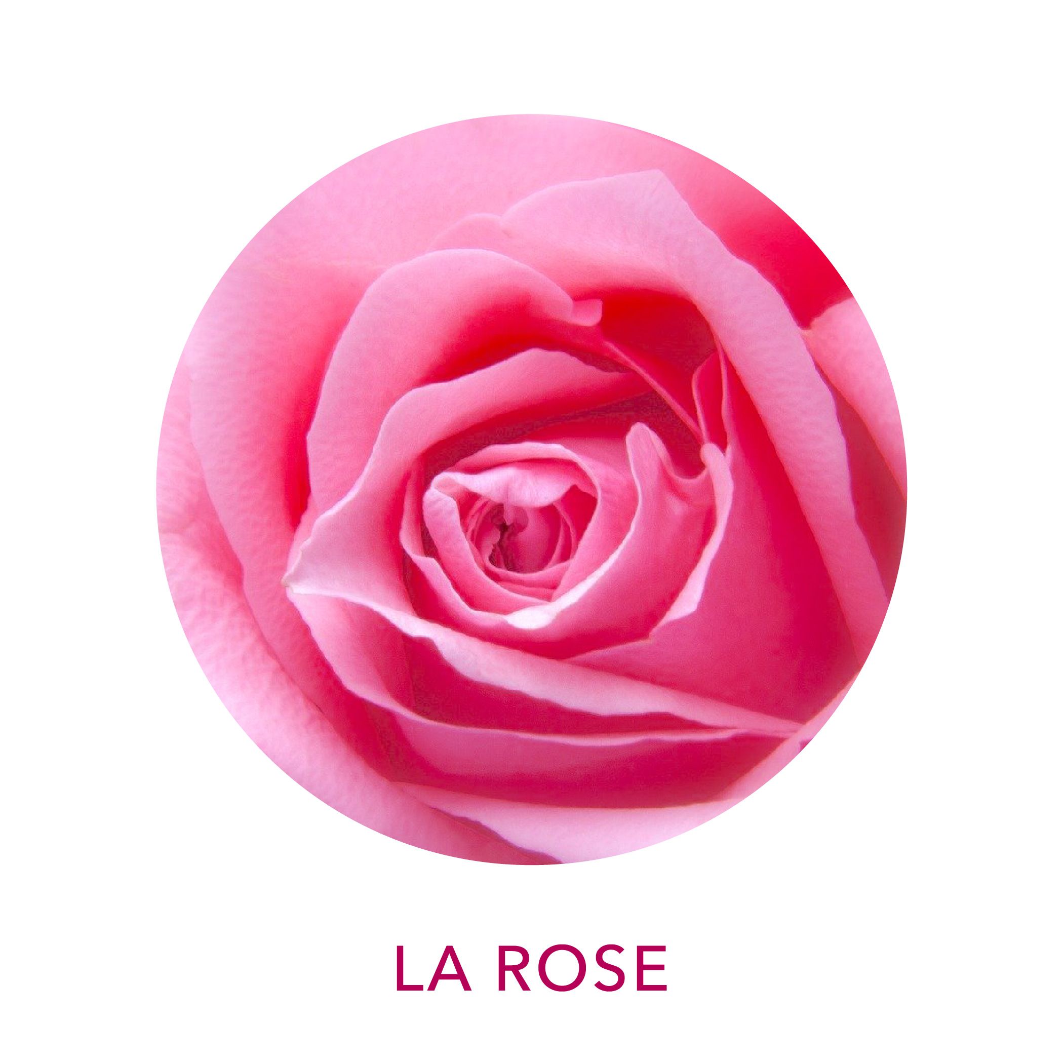 Actif cosmétique Clairjoie rose biologique