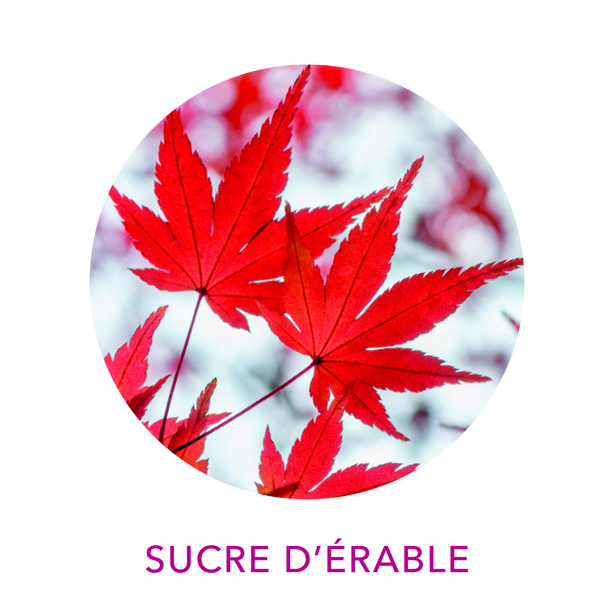 Sucre d'érable