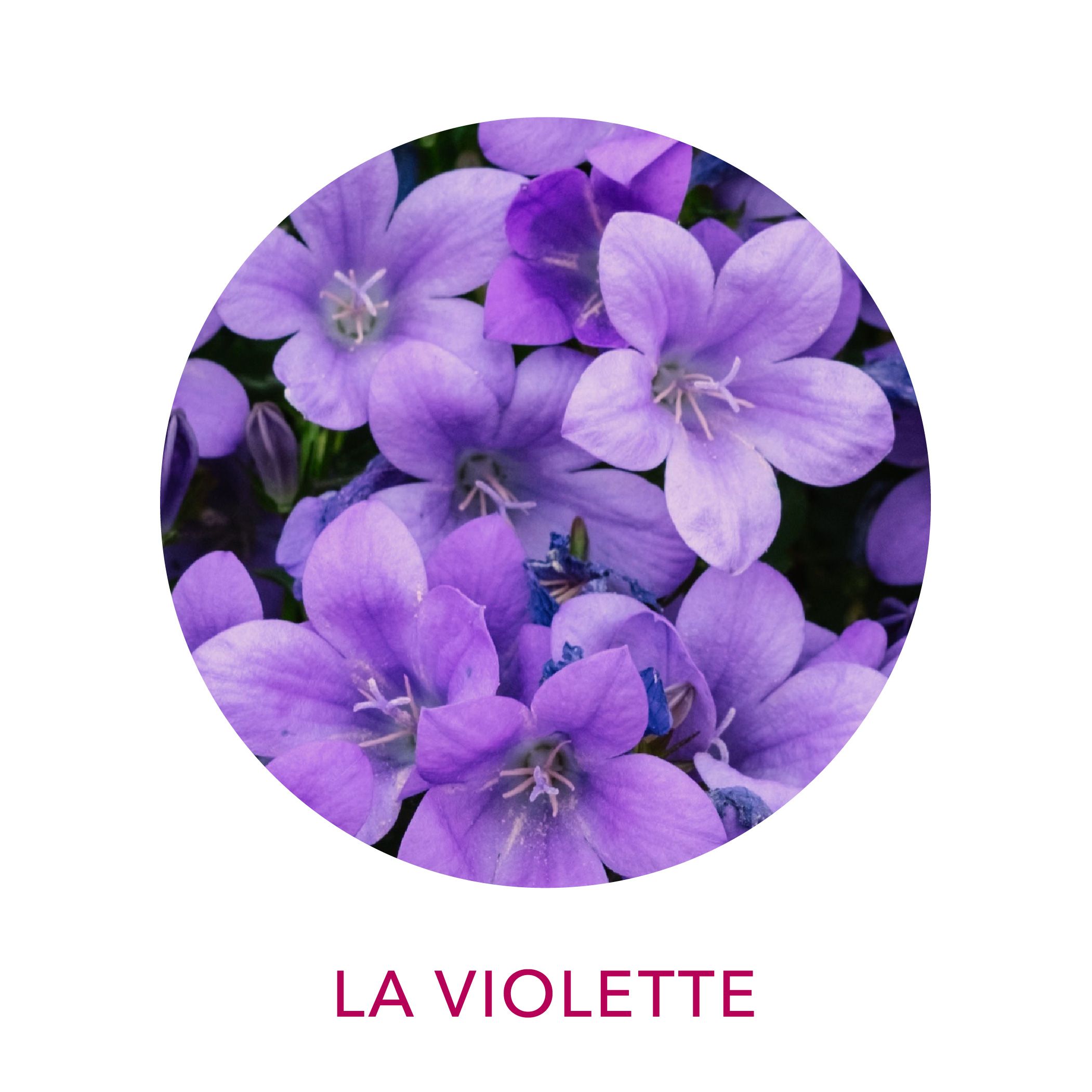 Actif cosmétique Clairjoie Fleur de violette