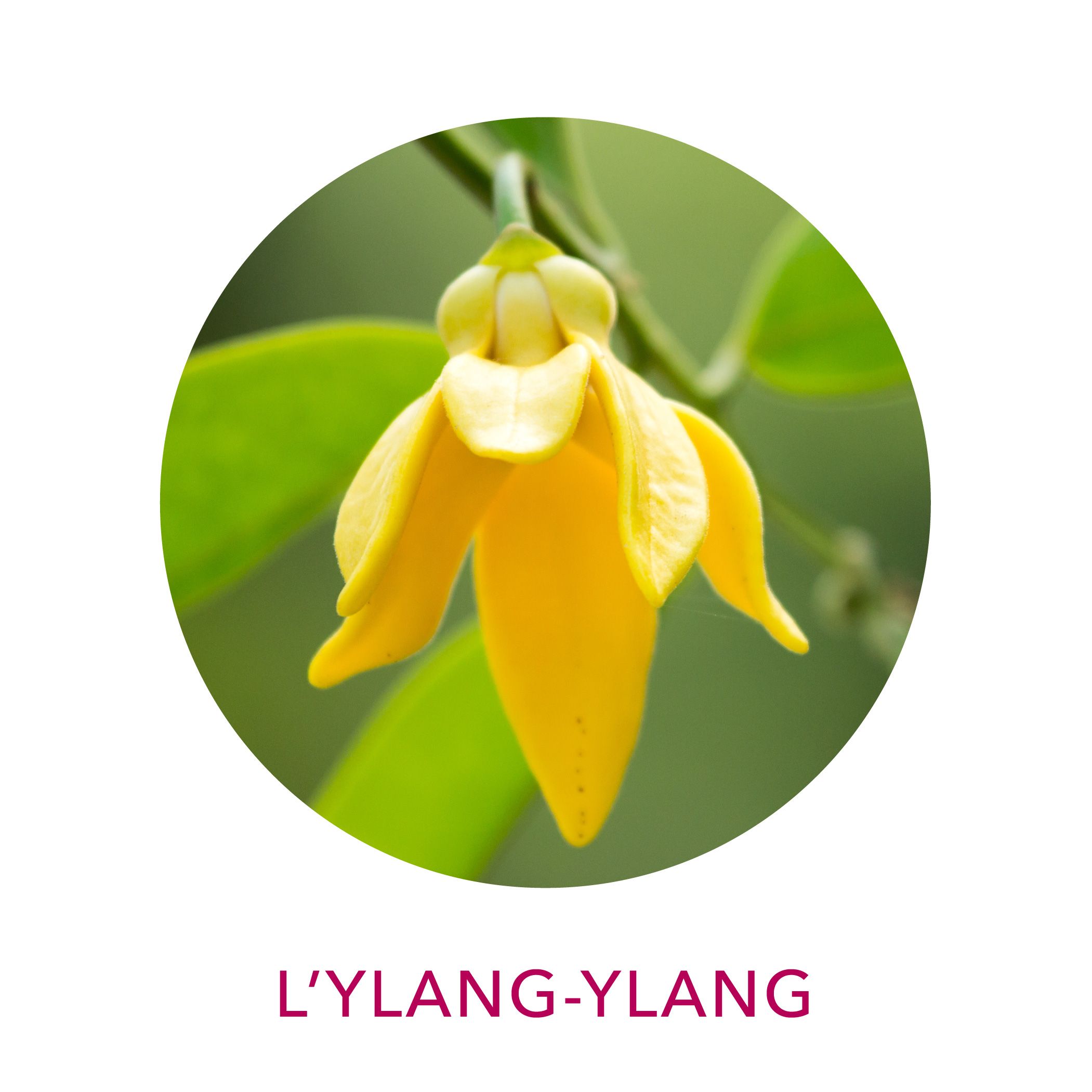 Actif Clairjoie ylang-ylang