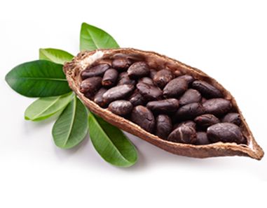 The cosmetic virtues of cocoa in organic cosmetics organic cocoa butter and powder