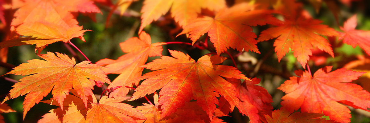 C'est l'automne... Clairjoie est là pour vou sle faire aimer !